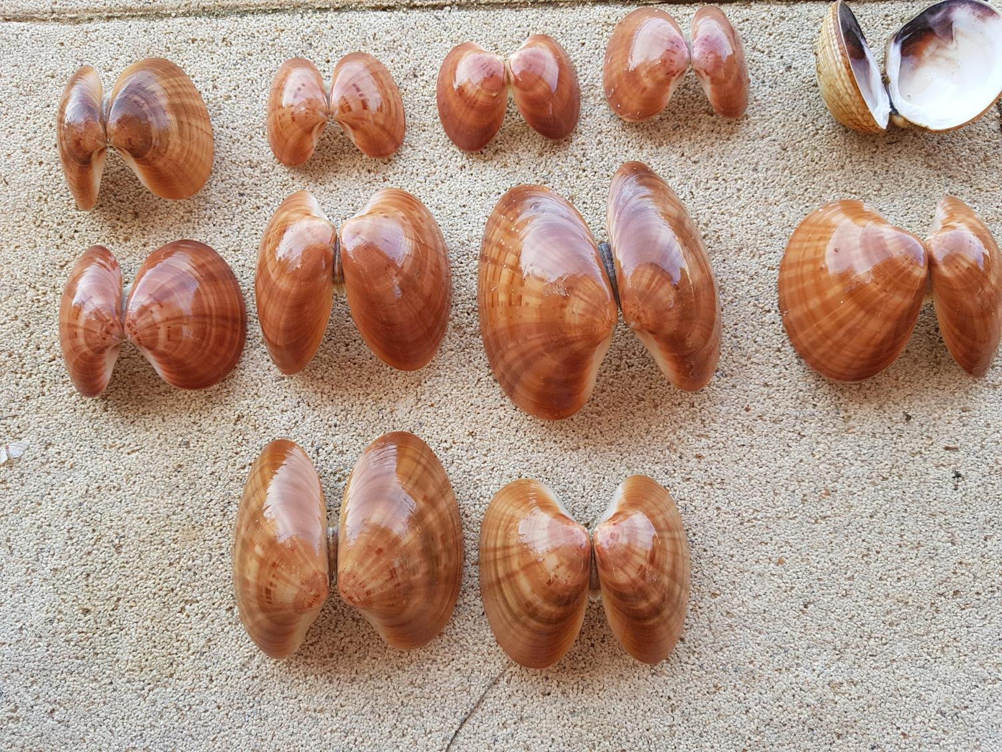 Apartmani Maver Sveti Filip i Jakov Dış mekan fotoğraf